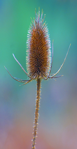 frankfurtpflanzen1 160.jpg